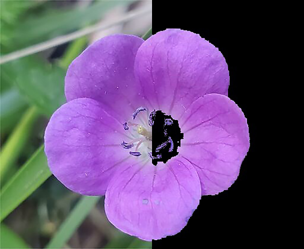 Botanical Society of America (@botanical_) on Twitter photo An automated pipeline for supervised classification of petal color from citizen science photographs. New research by <a href="/PerezUdell/">Rachel Perez-Udell, Ph.D.</a>, Andrew Udell & <a href="/shumei_chang/">ShuMei Chang 張淑美</a> in #AppsPlantSci bsapubs.onlinelibrary.wiley.com/doi/full/10.10… <a href="/wileyplantsci/">Wiley Plant Science</a> <a href="/uga_plantbio/">UGA Plant Biology</a> #iamabotanist #CitizenScience #MachineLearning An automated pipeline for supervised classification of petal color from citizen science photographs. New research by <a href="/PerezUdell/">Rachel Perez-Udell, Ph.D.</a>, Andrew Udell & <a href="/shumei_chang/">ShuMei Chang 張淑美</a> in #AppsPlantSci bsapubs.onlinelibrary.wiley.com/doi/full/10.10… <a href="/wileyplantsci/">Wiley Plant Science</a> <a href="/uga_plantbio/">UGA Plant Biology</a> #iamabotanist #CitizenScience #MachineLearning