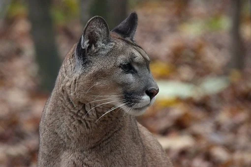 .<a href="/WestshoreRCMP/">West Shore RCMP</a> say a resident near the 580 block of Latoria Rd spotted three cougars in their backyard around 8:20a.m Monday. One cougar was spotted entering Havenwood Park #yyj #cougar
