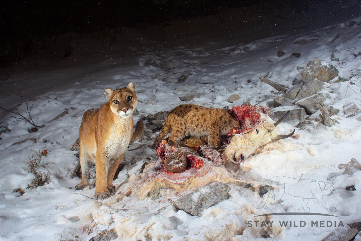 A beautiful mountain lion stands by as her kitten feeds on the fresh carcass of a mountain goat. Investigating the scene, I was able to locate where the initial attack took place, drag marks over rocky terrain ending at the final feeding place you see here.