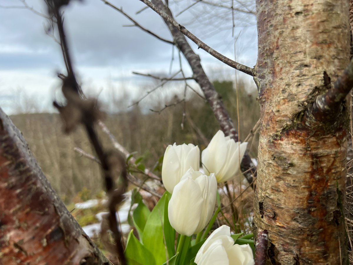 Philippa Davies tweet media