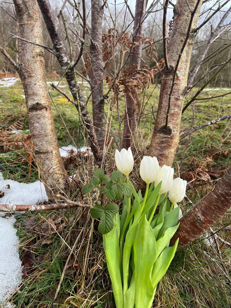 Philippa Davies tweet media