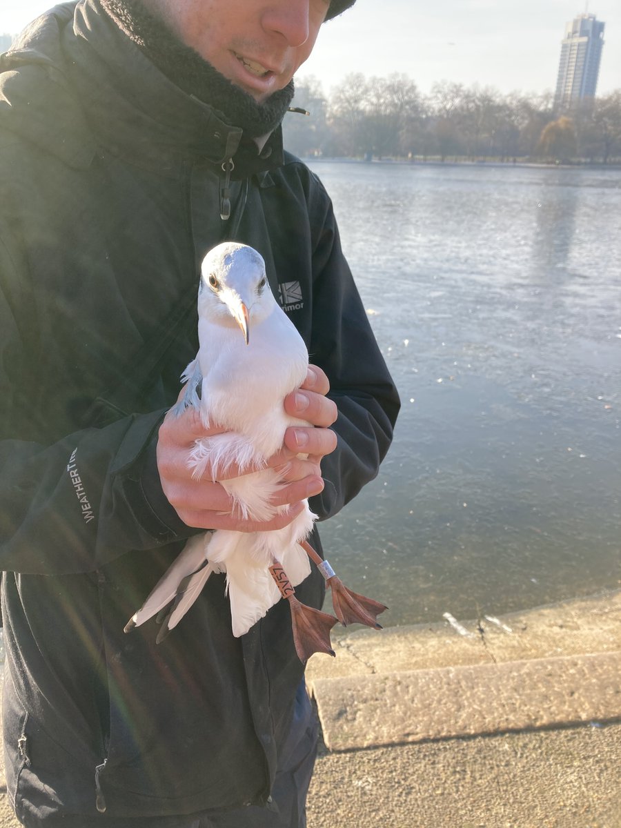 WLBirding's tweet photo. Czech-ringed 🇨🇿Black-headed Gull controlled at the Serpentine @theroyalparks this morning and now sporting one of our colour-rings. Our first foreign control for the project. Thanks to @FinchleyBirder &amp; @bryony_georgina for your help. #blackheadedgull #ringing #londonbirds https://t.co/WB32hGBxgR