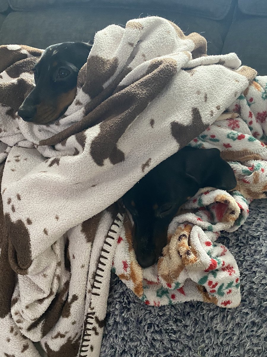 CSausagedogs's tweet image. A bundle of dogs!! It’s cold here