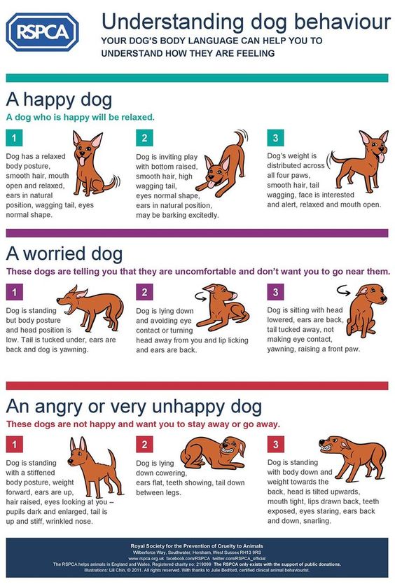 HealthCare_Pets's tweet photo. Are you aware of what your dog's behaviour could be telling you?
For info on #dogtraining basics: https://t.co/4el4fj5QOX
.
.
#DogBehavior #CanineBehavior #PuppyBehavior #DogBehaviour #CanineBehaviour #PuppyBehaviour #TrainYourDogMonth #DogTraining #CanineTraining #PuppyTraining https://t.co/LwTMPNNOKA