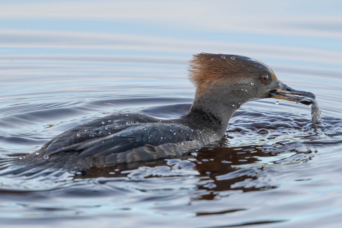 This Ms. Hooded Merganser was doing some quite successful fishing so close st Stanley Park! I was thrilled to get some lovely pictures. #birdphotography