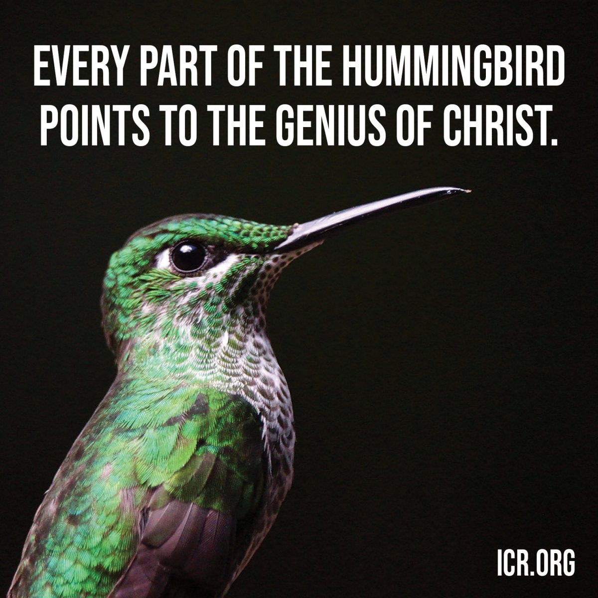 I really liked this, check it out :

🐦 Every part of the hummingbird points to the genius of Christ. #ScienceConfirmsTheBible #ChristIsCreator 

— ICR (@ICRscience) Jan 23, 2023