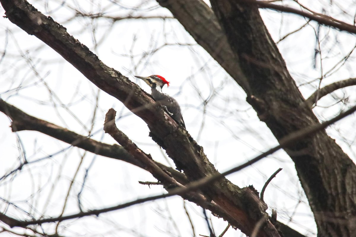 FPDCC's tweet image. 📸: Pileated woodpeckers (Dryocopus pileatus), by Jerry Attere

Foraging for food can take up a good part of the day, depending on a bird’s species. Pileated woodpeckers excavate holes for most of the day to feed on the larvae of various bugs, but will also feed on fruit &amp;amp; nuts.