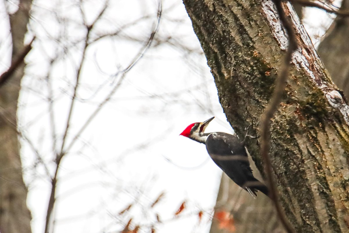 FPDCC's tweet image. 📸: Pileated woodpeckers (Dryocopus pileatus), by Jerry Attere

Foraging for food can take up a good part of the day, depending on a bird’s species. Pileated woodpeckers excavate holes for most of the day to feed on the larvae of various bugs, but will also feed on fruit &amp;amp; nuts.