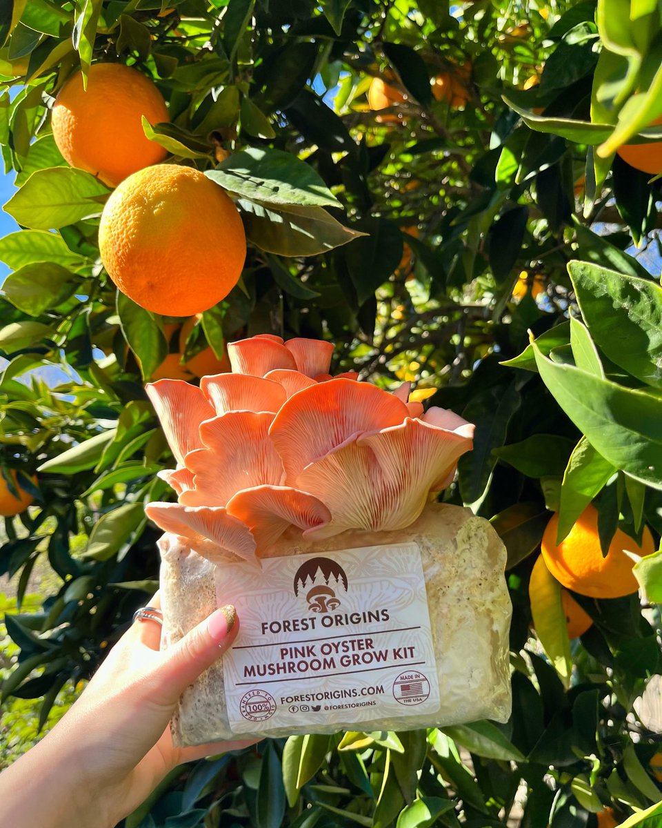 When life gives you oranges, add some pink oyster to the mix🍊✨

#pinkoyster #pinkoystermushroom #forestorigins #growyourown #urbanfarming #growkit #mushroomkit #nature #fungi #oystermushrooms #oystermushroom #shopsmall #fungilover