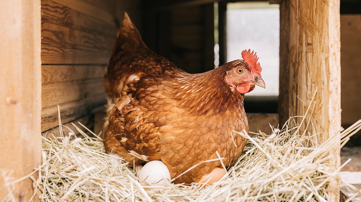 Huevos de gallina orgánicos: así puedes obtenerlos para desayunar dlvr.it/ShKs6f