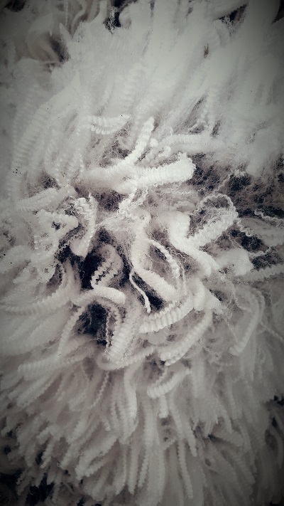 AWIExtensionSA's tweet photo. Webinar - Price Risk Management: Wool, Tues 7 Feb, 7.30pm. AD (Andrew Dennis), Rosewood Wool Services discusses different options to capture price spikes in the market, selling forward to reduce risk and maximising opportunities when they arise. Register https://t.co/rM4W5vLp7q https://t.co/S0aNorRl0c