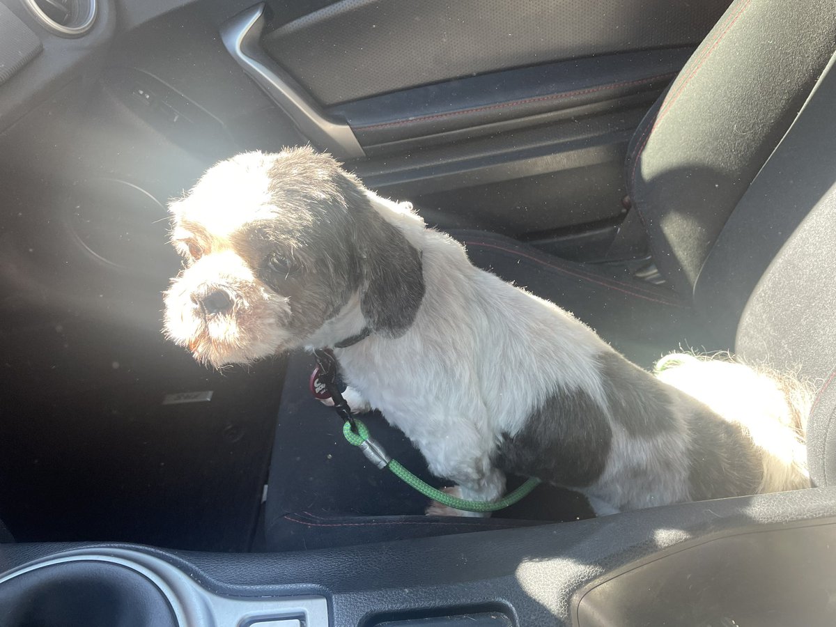 My little Blush (14 years, 7 months) post grooming #DogsOnTwitter #shihtzu