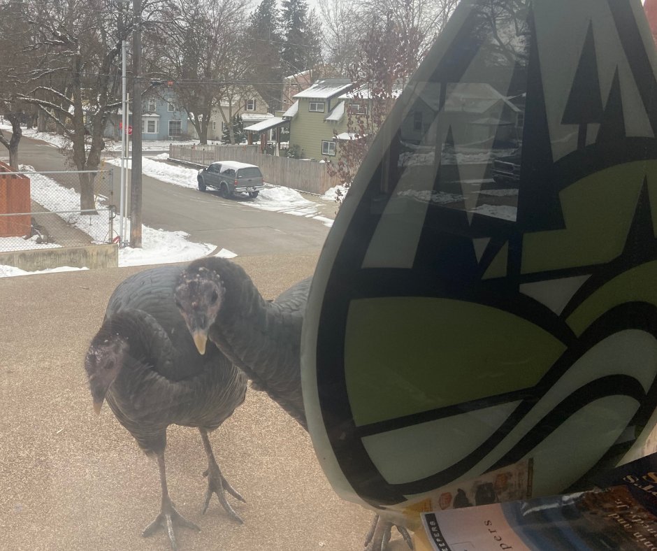Working on plans for the Wild &amp; Scenic Film Festival this morning and there's been pecking at the windows at the KEA office. Had to explain that tickets aren't for sale quite yet... We told them to save the date, March 24, and that more information is coming soon!