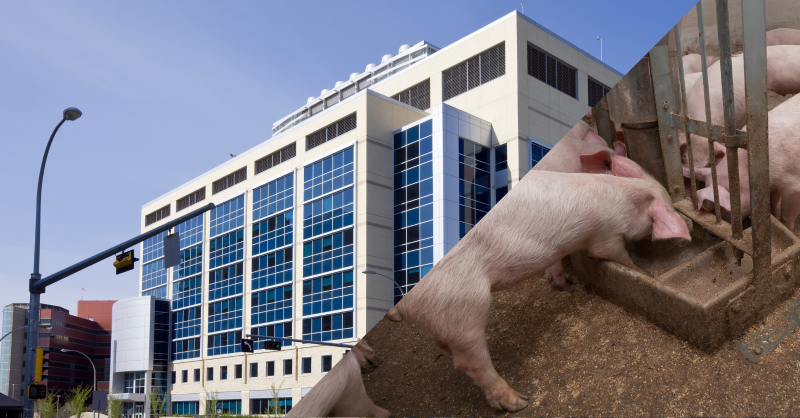 FarmsSwine's tweet photo. Multi-year grant awarded to #Hypor and the @UAlberta to study #sow lifetime productivity.

This 4-year long project will study genetic data to create more efficient #pig farm operations

Read more about the research here ⬇

#Swine #Hog #AgTwitter #Farm365 #UAlberta