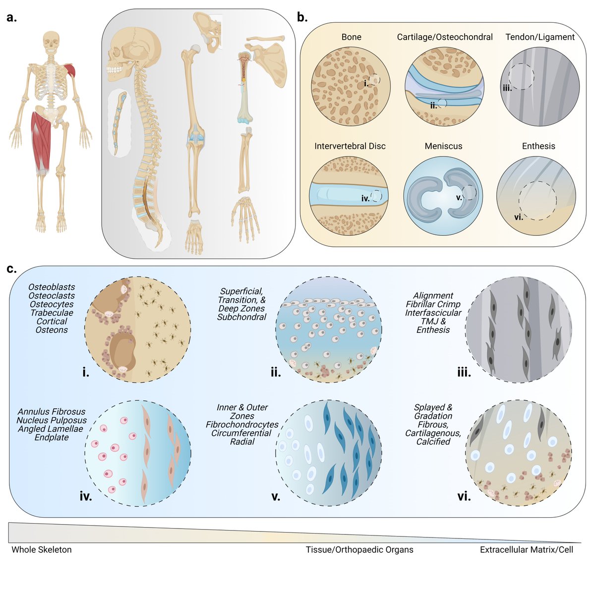 Mauck Lab (@maucklab) on Twitter photo Curious about the latest biomaterial fabrication trends in orthopaedics? Check out <a href="/RyanCLocke/">Ryan C. Locke</a> and co-authors' recent review in @AdvSciNews that uncovers emerging trends across tissues. Link: doi.org/10.1002/adhm.2… Curious about the latest biomaterial fabrication trends in orthopaedics? Check out <a href="/RyanCLocke/">Ryan C. Locke</a> and co-authors' recent review in @AdvSciNews that uncovers emerging trends across tissues. Link: doi.org/10.1002/adhm.2…