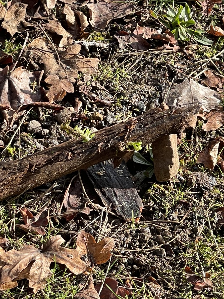 MaleaC's tweet image. I had so much fun visiting the kids at their new house. They spent some time trying to catch and tame a squirrel… 
Athena went outside and walked singing “ Hey squirrel squirrel “ 
Truman made the trap pictured 
No squirells were caught- but they had fun trying 😃