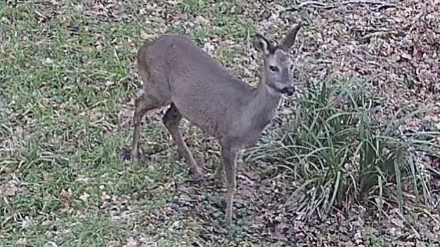Visitor in the garden this afternoon 🦌

Don’t tell <a href="/SJohanssonF1/">Stefan Johansson</a> (If you don’t understand you’re too young)