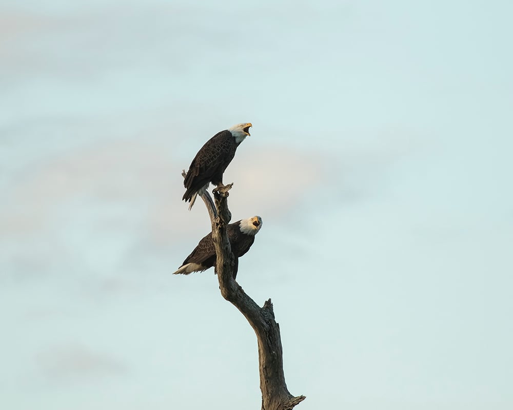 Sandee Harraden took this photo of a pair of bald eagles calling and you will be surprised by what they sounds like. Cornell Lab of Ornithology has recordings of bald eagle calls: hubs.ly/Q01yV4wS0
#baldeagles #birdcalls #raptors #thelastgreenvalley #nationalheritageareas