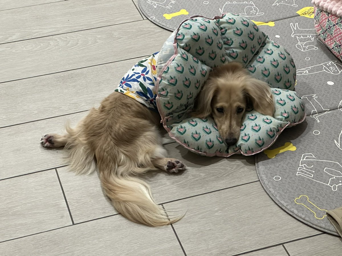 ZhaoweiChan's tweet photo. @FplPooka Sleeping beside me you mean :) https://t.co/eT6Zb14rph
