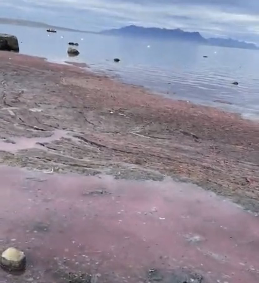 El país tiene que corregir sus errores.
Planta salmonera arroja desechos de sangre en #Magallanes.
👉🏻Necesitamos DESARROLLO SOSTENIBLE.
👉🏻Mañana Chile puede aprobar #LeyParaLaNaturaleza sin industrias en áreas protegidas
<a href="/LeticiaCaro6/">Leticia Caro</a> <a href="/Maisa_Rojas/">Maisa</a> <a href="/julio_salas/">Julio Salas</a> <a href="/G_Simonetti/">Gabriela Simonetti Grez</a>