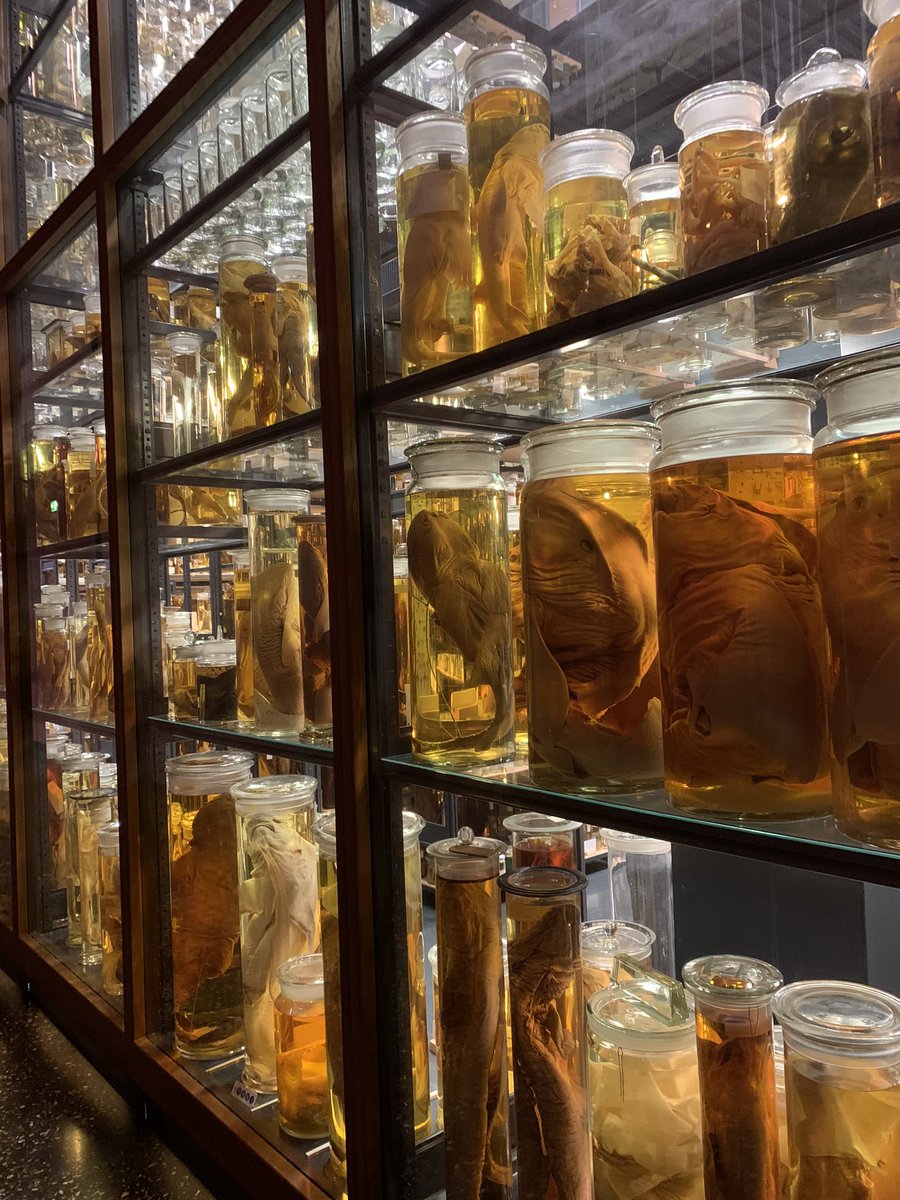 heikemolitor's tweet photo. Heute konnten wir viele interessante Gespräche im Naturkundemuseum Berlin bei der Veranstaltung #bnejetzt des BMBF führen. @hneeberswalde @NaHoBrandenburg https://t.co/V0TJKFt6O3