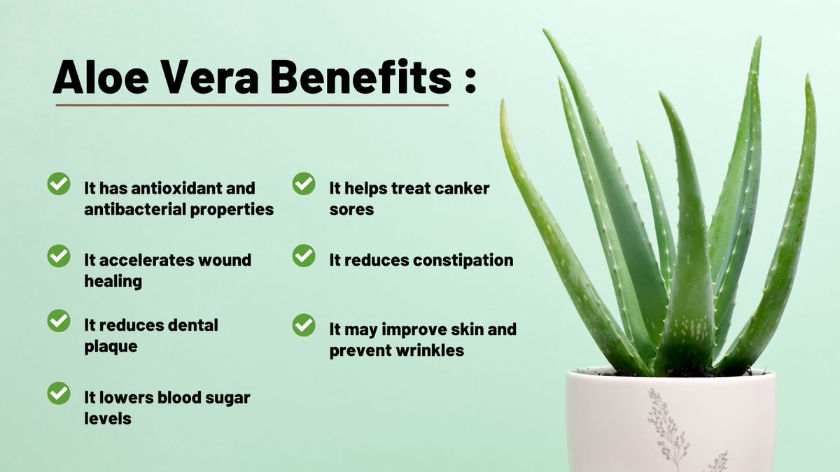 AlbertoHimmel's tweet photo. Aloe vera is best known for treating #Skin injuries, but it also has several other uses that could potentially benefit #Health.
You will found it in #Synogut supplement.
link in bio👆
#supplements #guthealth #fitness #weightloss #Aloevera #skincare #digestion #healthcare #care https://t.co/4F1oMh8L0V