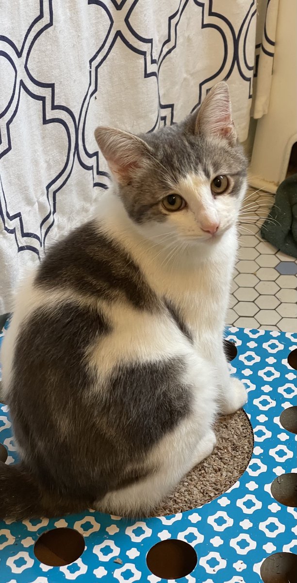 AdoptRescueCats's tweet photo. #CastroValley, CA: PARIS (CP), a 4-month-old female with @AngusNFriends, is outgoing and full of love &amp; wonder! She loves being with her sister London &amp; also enjoys the love and comfort of humans... https://t.co/frIicmZjsR
#adoptdontshop #kittens #cats #Alameda #Hayward #BayArea https://t.co/TXA771NSD8