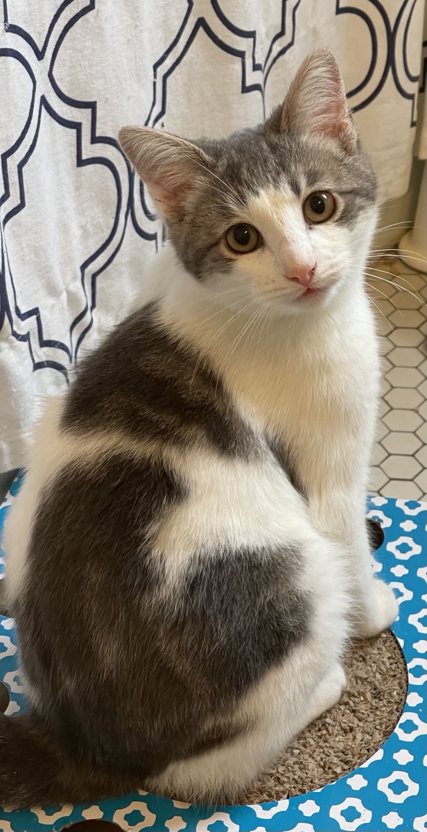 AdoptRescueCats's tweet photo. #CastroValley, CA: PARIS (CP), a 4-month-old female with @AngusNFriends, is outgoing and full of love &amp; wonder! She loves being with her sister London &amp; also enjoys the love and comfort of humans... https://t.co/frIicmZjsR
#adoptdontshop #kittens #cats #Alameda #Hayward #BayArea https://t.co/TXA771NSD8