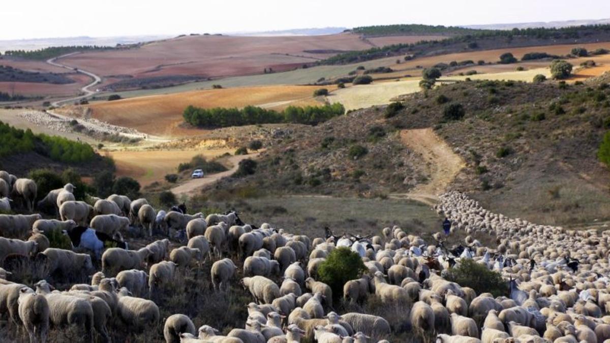 Pastores y ganado 🌾 tweet media