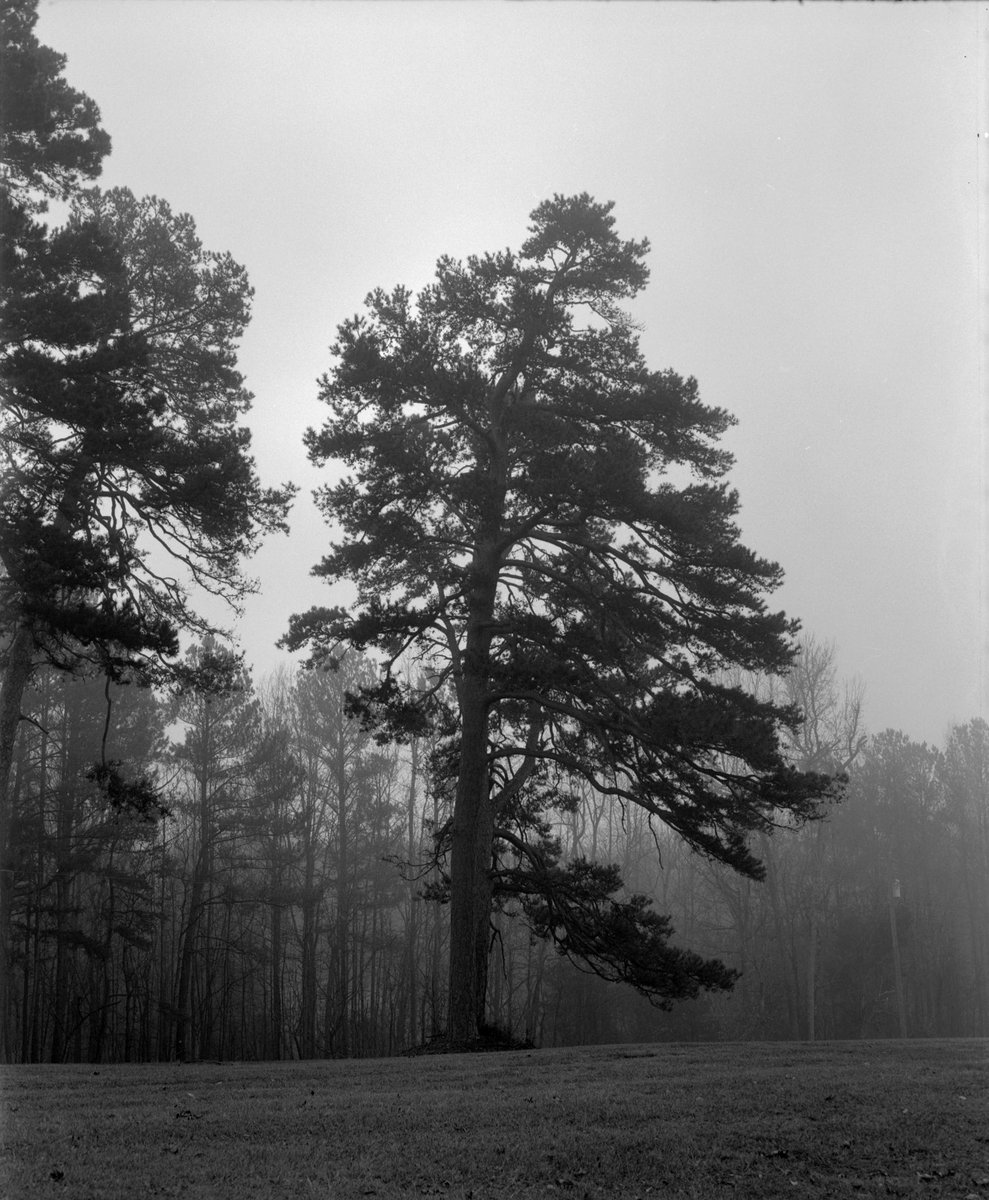 ShelbyNCPhoto's tweet image. Fogging morning on #Tmax400 with the RB67.