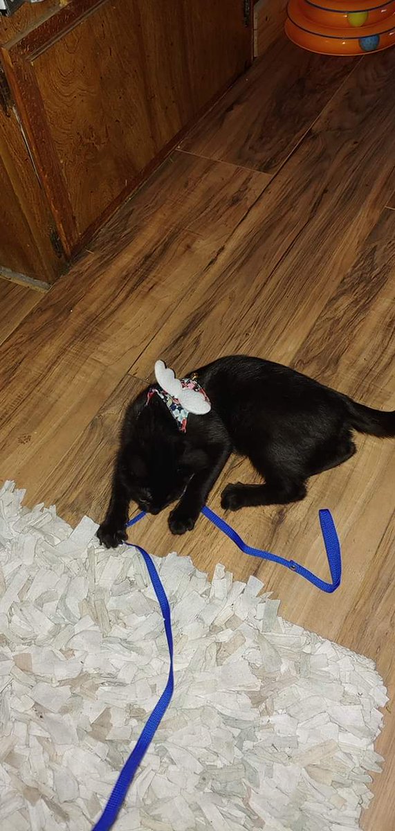 ByTheBug's tweet image. Yes. This is Teaser (1st photo) - found during the #NorCal #AugustComplex fires. I had lost another rescue (Arya, 2nd photo) in it when my home burned 9/28/2920.
Friends insisted I take this tortie cat. I named her Teaser, from Teaser and the Firecat.