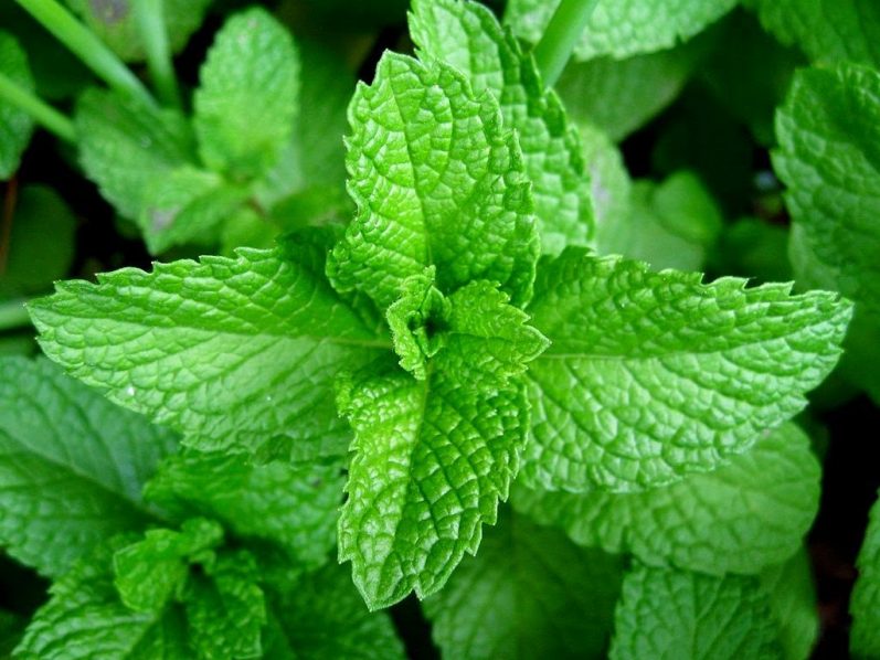 Different herbs and their uses

This is called scent leaf or african basil known as ‘Efirin’ in Yoruba,it is mainly used as a local ingredient for cooking and popular for its aroma and also has health benefits.The oils possess some antiseptic, anti-bacterial properties.