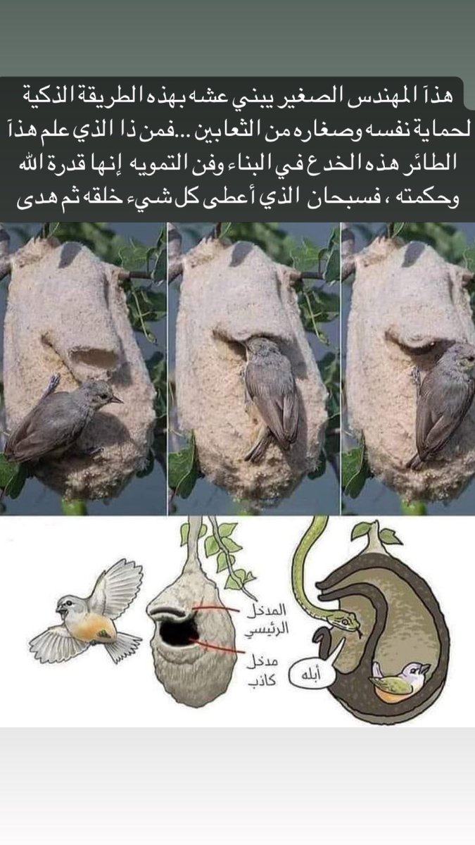 SudairAgri's tweet photo. غرائب الطيور:
شاهد كيف عمل هذا الطائر بيته بطريقة تحميه من الثعابين. https://t.co/CkRHnmyMNP