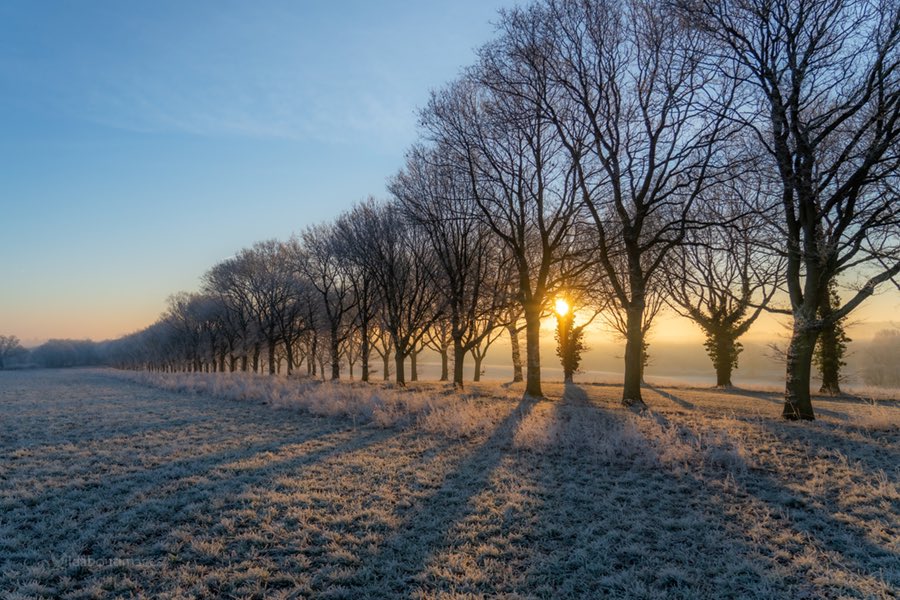 First light yesterday falling on the Avenue of Trees at Great Brington. #althorpestate #greatbrington #avenueoftrees #sunrise #nortamptonshire @cspencer1508