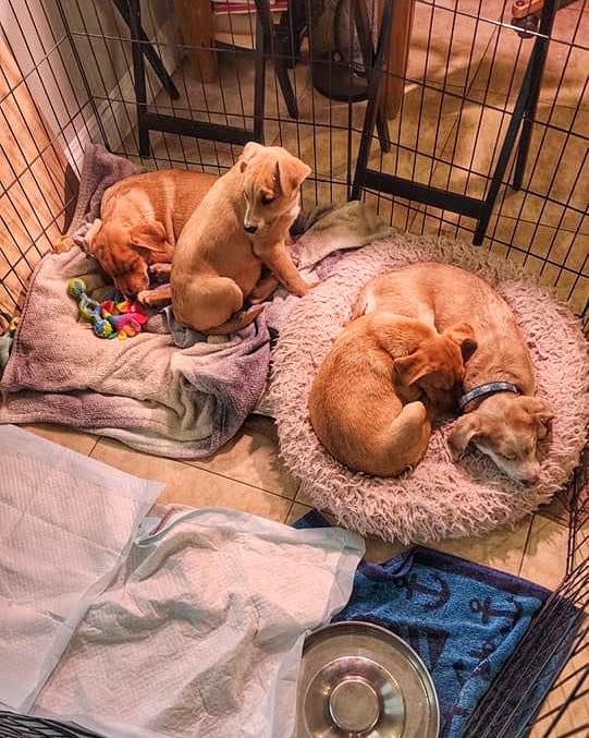 C_Capone19's tweet photo. Puppies avail for adoption @marleysmutts. Please consider adopting the 2 on the right together. #adoptdontshop #dogs #puppies #adoptpuppies #Californiadogs #marleysmutts #rescuedog https://t.co/3nLezEB2A3