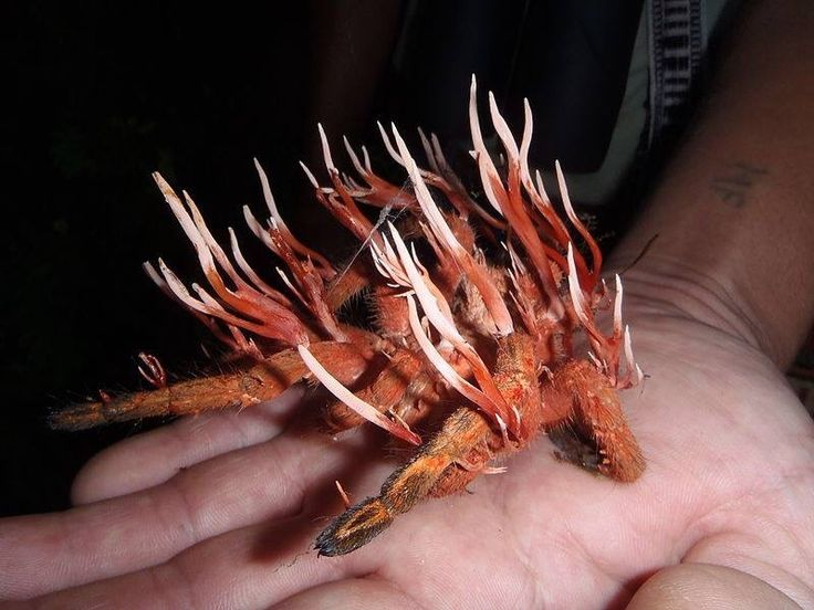 Tech_LabBR's tweet image. Esta é uma tarântula infectada pelo fungo Cordyceps. O fungo parasita age substituindo o tecido de seu hospedeiro pelo seu. O fungo da série “The Last of Us” realmente existe e tem o poder de dominar seu hospedeiro. Vale citar que o fungo só ataca insetos, mas nunca se sabe né...