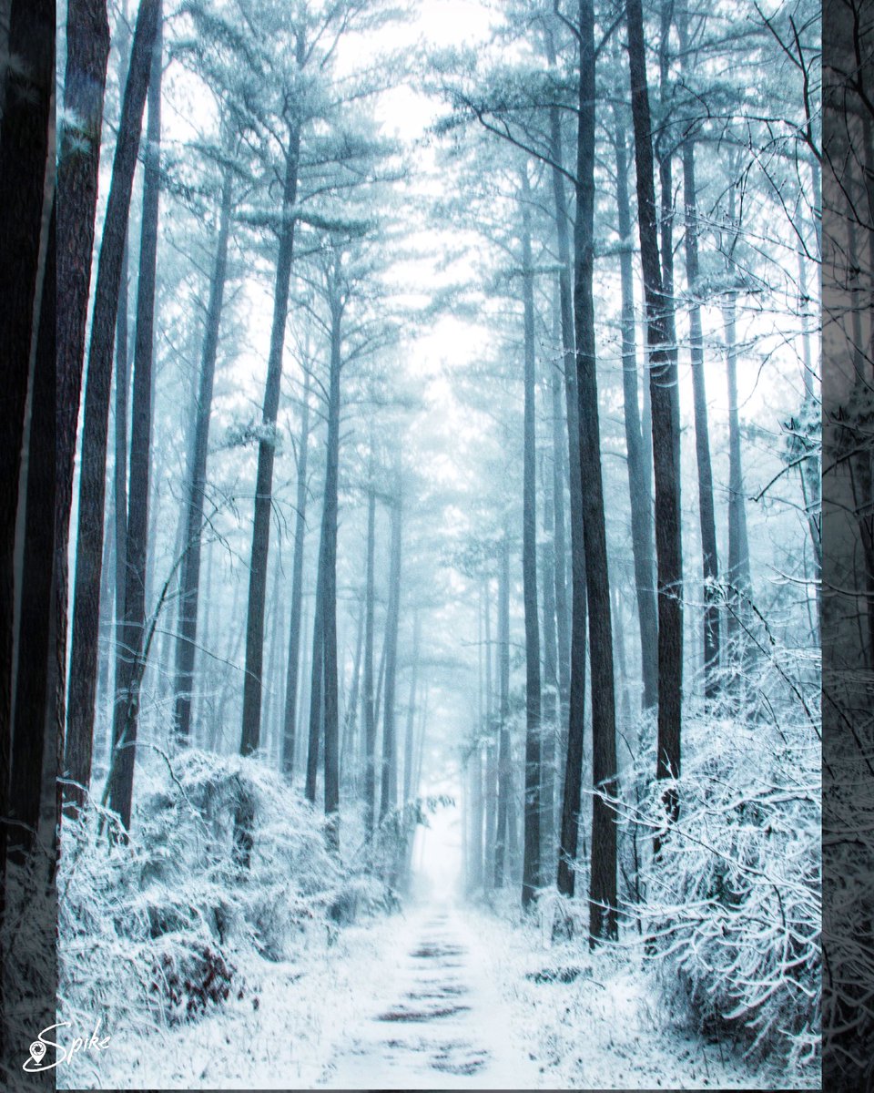 The artist sees what others only catch a glimpse of. 

#leonardodavinci 
#hikingwithspike
#snow 
#snowphotography 
#hikingculture 
#teamcanon 
#shotoncanon