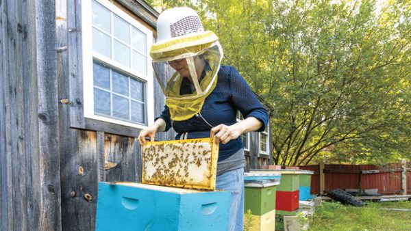 👩‍🔬 Wellesley Scientist Steps In.

🐝 “.... I’ve had bees in the yard every year because they are so relaxing. It’s like watching a waterfall.”

🔗 Learn more - ow.ly/AmnP50Muqmb

#honeybees #savethebees #scientist #beekeeper #bees #insects