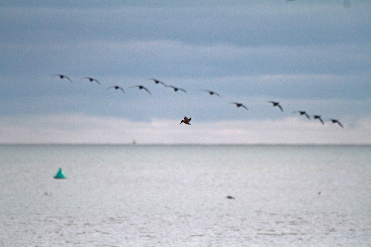 Kingfisher at Pegwell Bay with a backdrop of Brent Geese.  It spent quite sometime hovering over the open Saltmarsh on the rising tide.