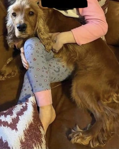 Rosie Doc (@rosiedoc666) on Twitter photo MISSING
Missing since last night. Spotted in the #Coolrain area today. Phone 0851692760
m.facebook.com/story.php?stor…
<a href="/SCoolrain/">Sheerans of Coolrain</a> <a href="/CLGLaois/">Laois GAA</a> <a href="/LaoisToday/">Laois Today</a> <a href="/StolenNi/">Missing, Stolen Dogs NI & Ireland- L.N.</a> <a href="/MissingDogsIrl/">Missing Dogs Ireland</a> <a href="/MissingStolen/">MissingStolenAnimalsIrelandGroup/Bring AKI HOME</a> <a href="/Michellecstitch/">michelle Henderson</a> <a href="/gelert01/">GG01</a> <a href="/SheilaGarci2/">Sheila Garcia</a> <a href="/bs2510/">beth</a> <a href="/BlueFrenchie1/">Blue Frenchie</a> <a href="/BitofDecorum/">Debby Morris 🐕🐾💕</a> <a href="/JacquiSaid/">Dogs of Tooting 1</a> MISSING
Missing since last night. Spotted in the #Coolrain area today. Phone 0851692760
m.facebook.com/story.php?stor…
<a href="/SCoolrain/">Sheerans of Coolrain</a> <a href="/CLGLaois/">Laois GAA</a> <a href="/LaoisToday/">Laois Today</a> <a href="/StolenNi/">Missing, Stolen Dogs NI & Ireland- L.N.</a> <a href="/MissingDogsIrl/">Missing Dogs Ireland</a> <a href="/MissingStolen/">MissingStolenAnimalsIrelandGroup/Bring AKI HOME</a> <a href="/Michellecstitch/">michelle Henderson</a> <a href="/gelert01/">GG01</a> <a href="/SheilaGarci2/">Sheila Garcia</a> <a href="/bs2510/">beth</a> <a href="/BlueFrenchie1/">Blue Frenchie</a> <a href="/BitofDecorum/">Debby Morris 🐕🐾💕</a> <a href="/JacquiSaid/">Dogs of Tooting 1</a>