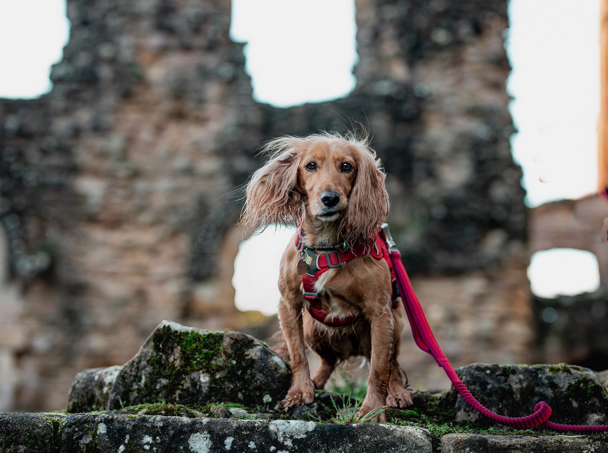nationaltrust's tweet image. Planning a visit with your dog?

Our work with @Forthglade now means that each of the places we care for has either a pawprint rating out of three, or more detailed dog access info on their pages of our website: ow.ly/R0Ix50MxPgm 

Photo: Sally Hay