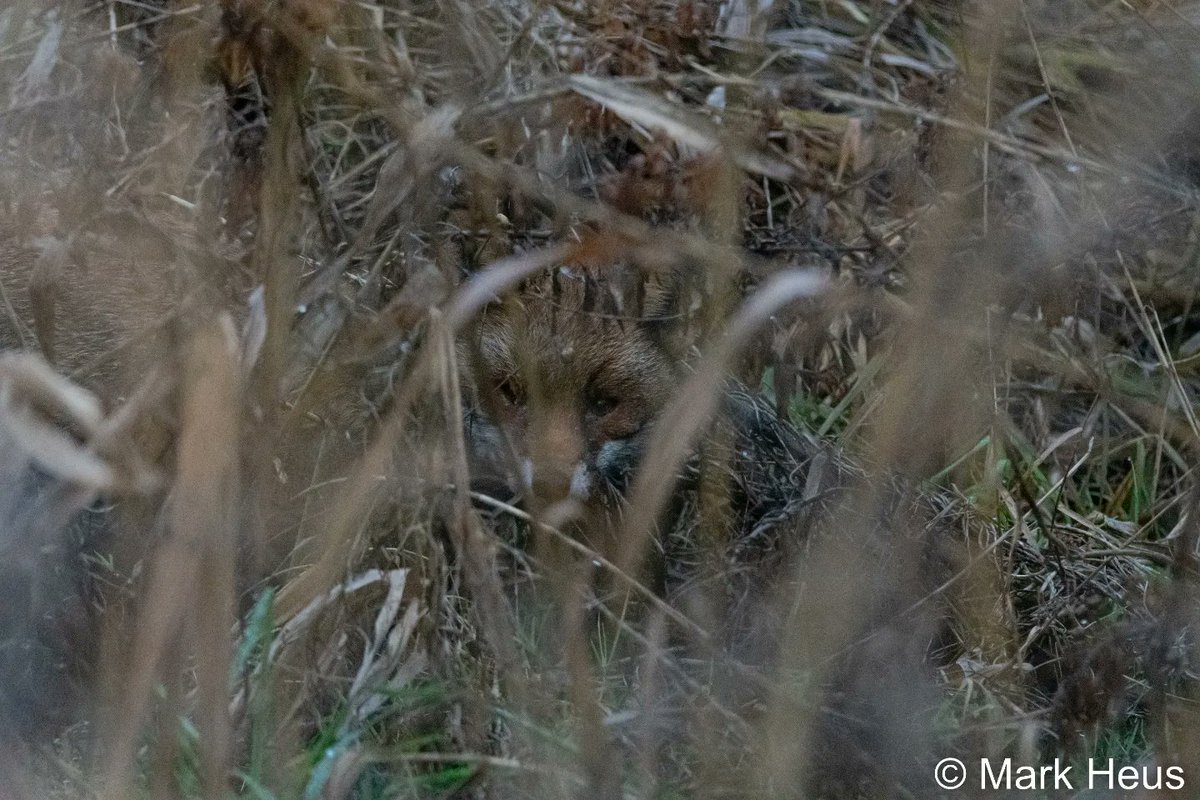 Hide and seek!

#fox #NaturePhotography #Hobbyfotograaf #vroegevogels #zoomnl #Foxes