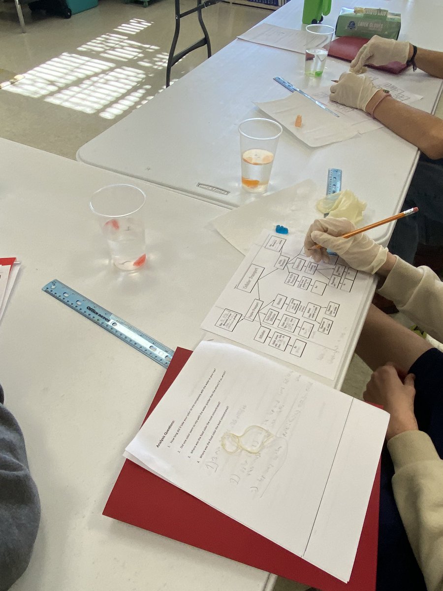 MonroeCoAchieve's tweet image. Dr. Boland and Mrs. Pippin’s Biology students are experimenting! #cellulartransport #homeostasis #handsonlearning