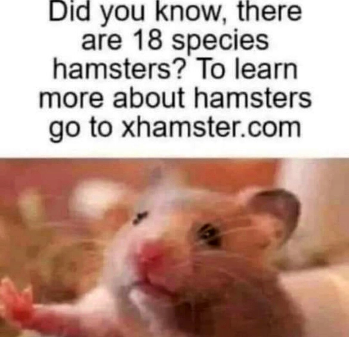 wendeeluvz's tweet photo. 🤣💯🤘🏼🐹 https://t.co/FpLFlMN7vK