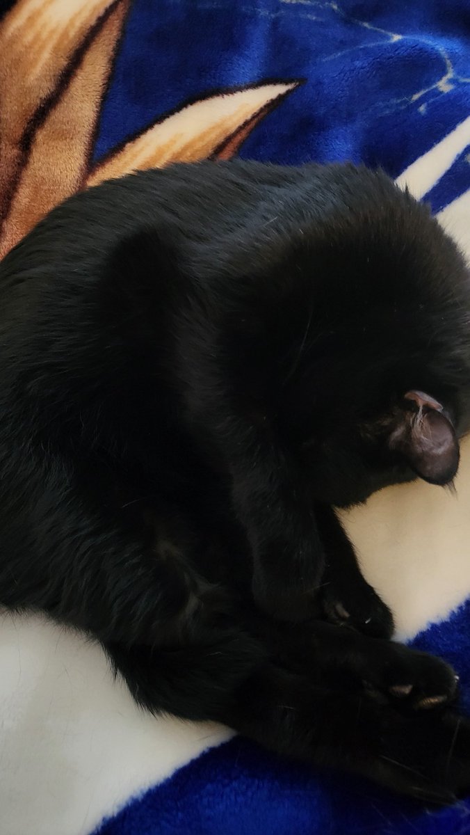 zunafake's tweet photo. @TweetsOfCats https://t.co/hxNdr556tS