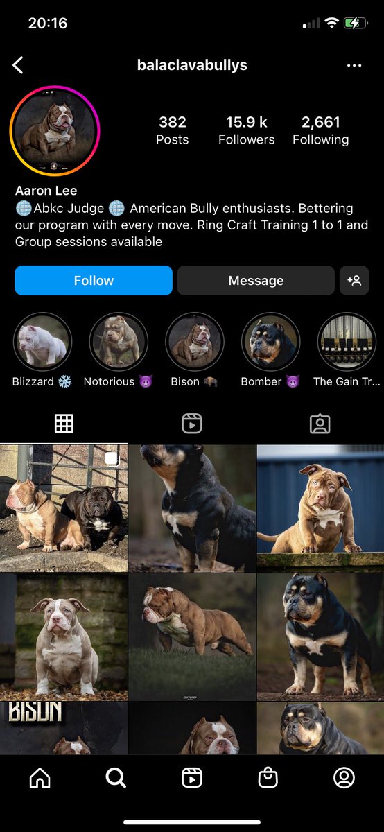 The comments under the pictures on this site are sickening. These dogs aren’t living normal lives. Shocking, mutilating dogs ears. #Panorama #bulldogs #shutthemdown