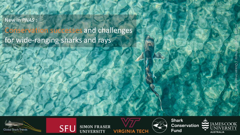 NatPacoureau's tweet photo. New #SharkOptimism analysis published in @PNASNews finds that well-enforced, science-based management can achieve conservation success for sharks and rays : https://t.co/OjQ1mQOBkz

#GlobalSharkTrends #Conservation #SharkScience https://t.co/H1x5CgkY8T