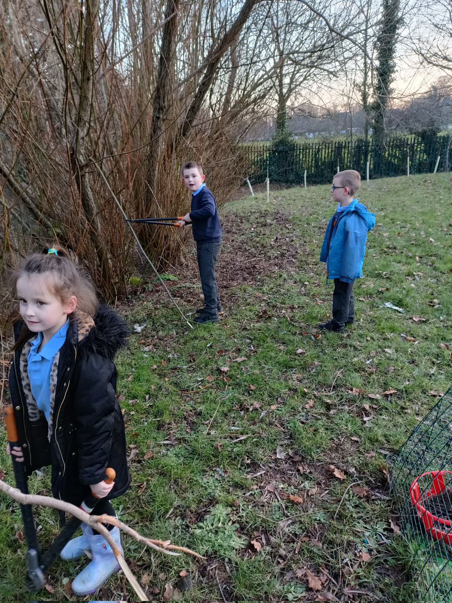 Griff_Ecoclub's tweet photo. Some serious coppicing happening at Griffithsown Primary School. We loved using the loppers.@KWT_Torfaen @Griff_Mrstaylor https://t.co/y8YefNdM9o