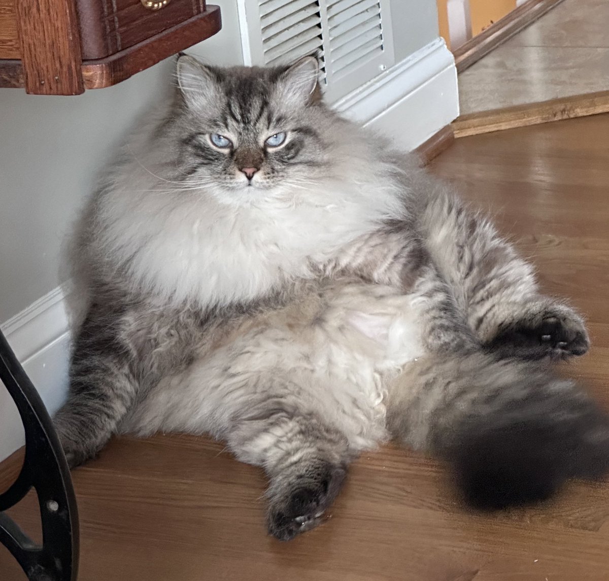 Vlad the Impaler the Cat tweet media