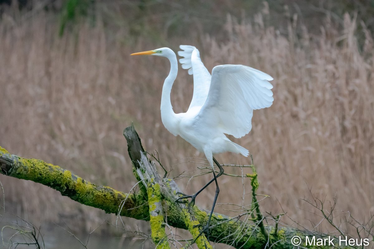 I'm a private dancer 🎶

#grotezilverreiger #greategret #NaturePhotography #nature #photography #birdwatching #BirdTwitter #oostvaardersplassen